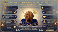 9 Mukhi Certified Rudraksha (Nepal Origin)