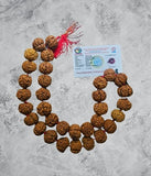 Rudraksha Mala NEPAL PREMIUM(Amla Big beads)