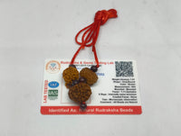 Business wealth growth rudraksha kavach