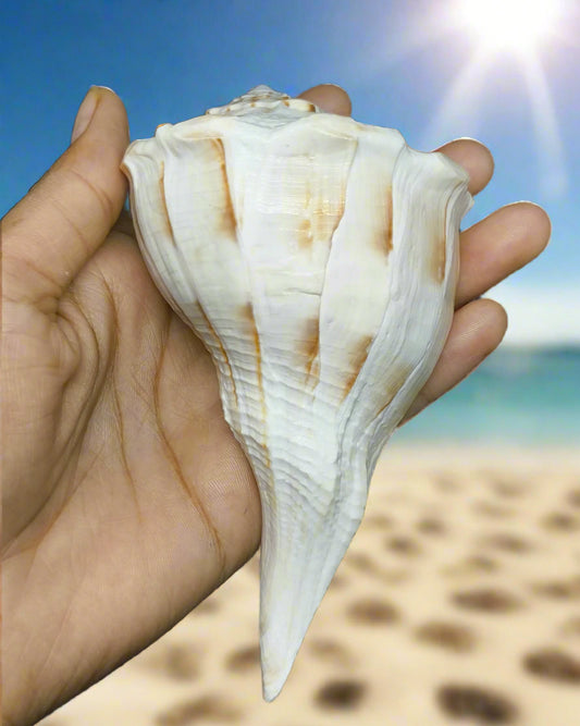 dakshinavarti shankh