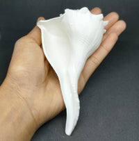 dakshinavarti lakshmi shankh