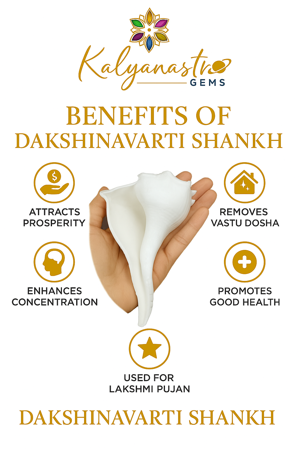 Dakshinavarti Shankh (Big), Valampuri Sangu (Conch shell - Big)