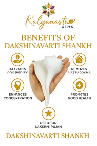 Dakshinavarti Shankh (Big), Valampuri Sangu (Conch shell - Big)