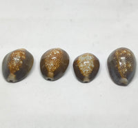 raj lakshmi kaudi for wealth