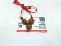 Rudraksha kavach for health