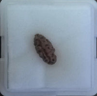 1 mukhi indonesian java