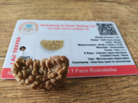 1 Mukhi Rudraksha Certified