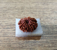 11 Mukhi (face) Rudraksha - Nepal