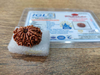 11 Mukhi (face) Rudraksha - Nepal
