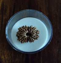 17 Mukhi face Nepal Rudraksha