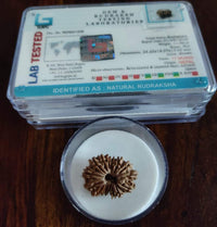 17 Mukhi face Nepali Rudraksha