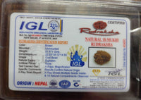 18 Mukhi Certified Rudraksha Nepali - Kalyanastrogems