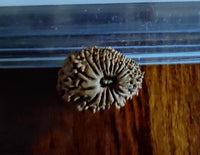 19 mukhi face Rudraksha Nepali