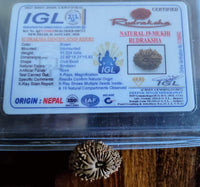 19 mukhi face Rudraksha Nepali