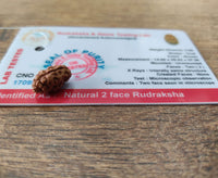 2 mukhi indnesian rudraksha