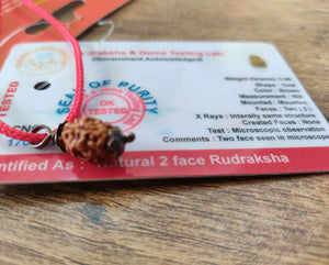 2 mukhi indnesian rudraksha