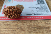 2 Mukhi face Rudraksha Certified
