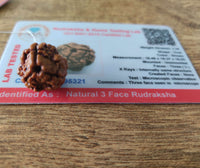 3 Mukhi Nepali Rudraksha certified
