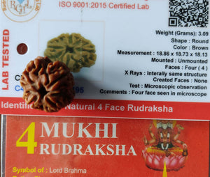 4 Mukhi face Rudraksha