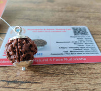 5 mukhi certified rudraksha