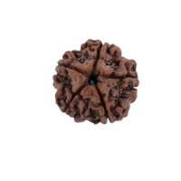 5 mukhi face rudraksha certified original 