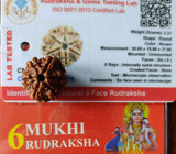 6 Mukhi face Rudraksha Certified