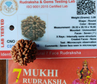 7 Mukhi Rudraksha