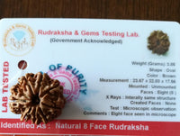 8 mukhi face rudraksha nepali