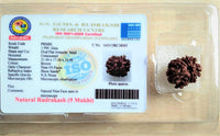 9 Mukhi faced Certified Rudraksha (Nepal Origin)