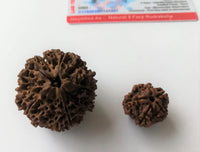 Big 5 mukhi rudraksha huge