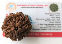 Big 5 mukhi rudraksha huge