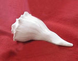 Conch Shell Dakshinavarti Shankh