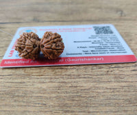 Gaurishankar Rudraksha nepal