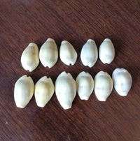 peeli kauri cowrie lakshmi puja