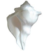 Dakshinavarti Shankh - Valampari Sangu - right shankh