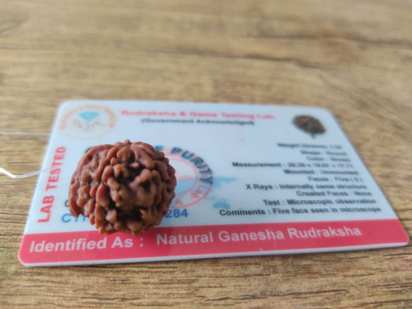 Certified Ganesh rudraksha