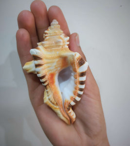 Ganesh shankh conch shell