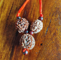 Saraswati Kantha rudraksha