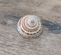 Vishnu sudarshan gomti chakra